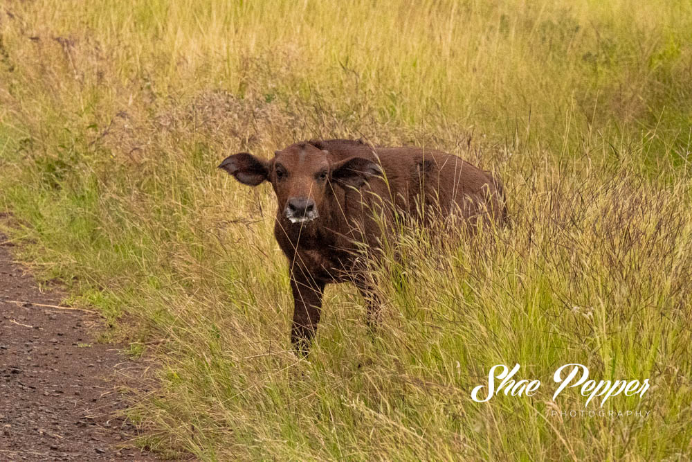 Kruger National Park Wildlife - Baby buffalo