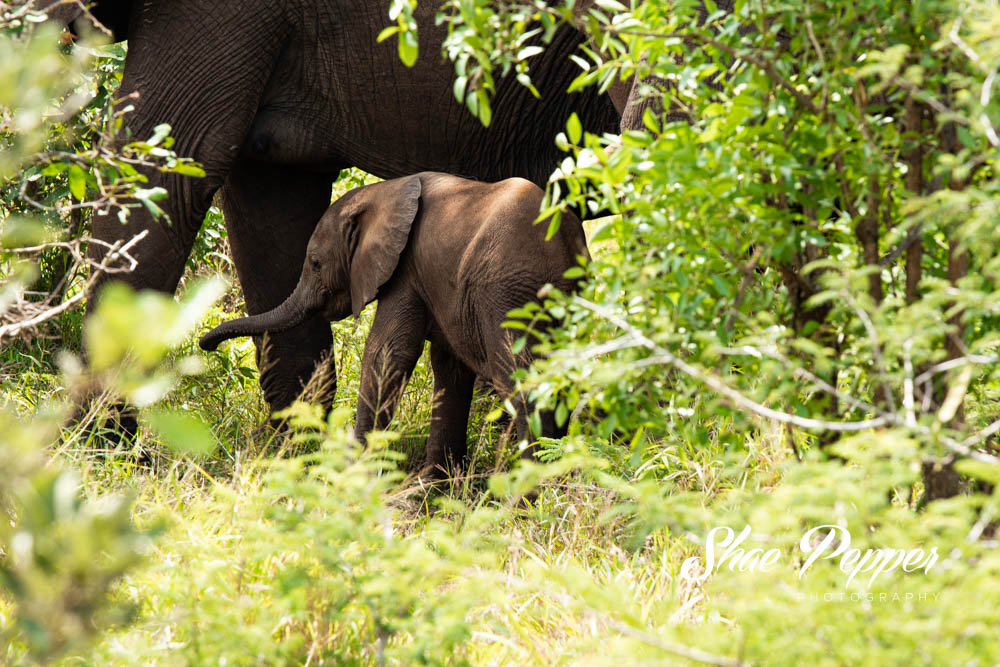 Kruger National Park Wildlife - Baby elephant