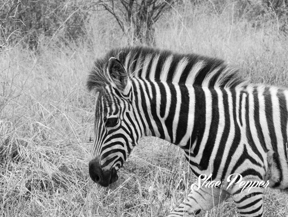 Kruger National Park Wildlife - Black & white in black & white