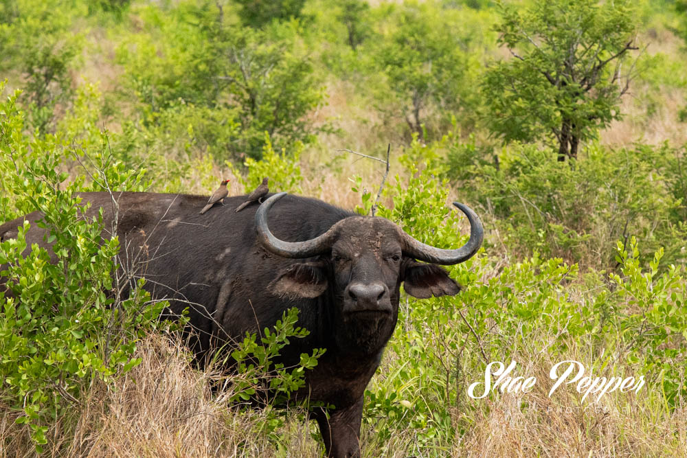 Kruger National Park Wildlife - Buffalo 2