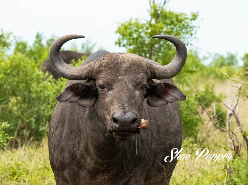 Kruger National Park Wildlife - Buffalo with a bird friend