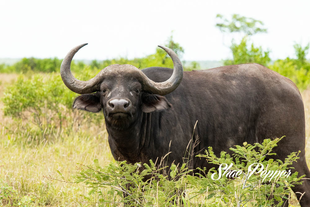 Kruger National Park Wildlife - Buffalo