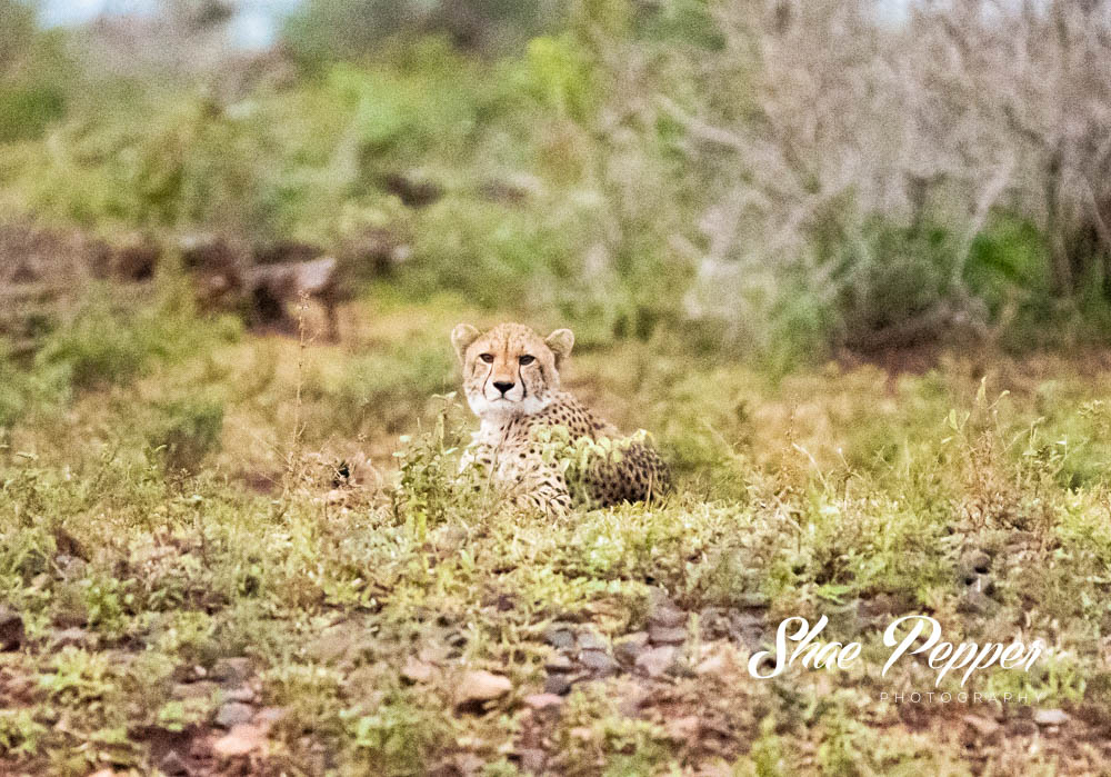Kruger National Park Wildlife - Cheetah