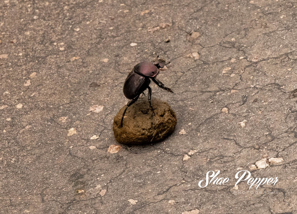 Kruger National Park Wildlife - Dancing dung beetle