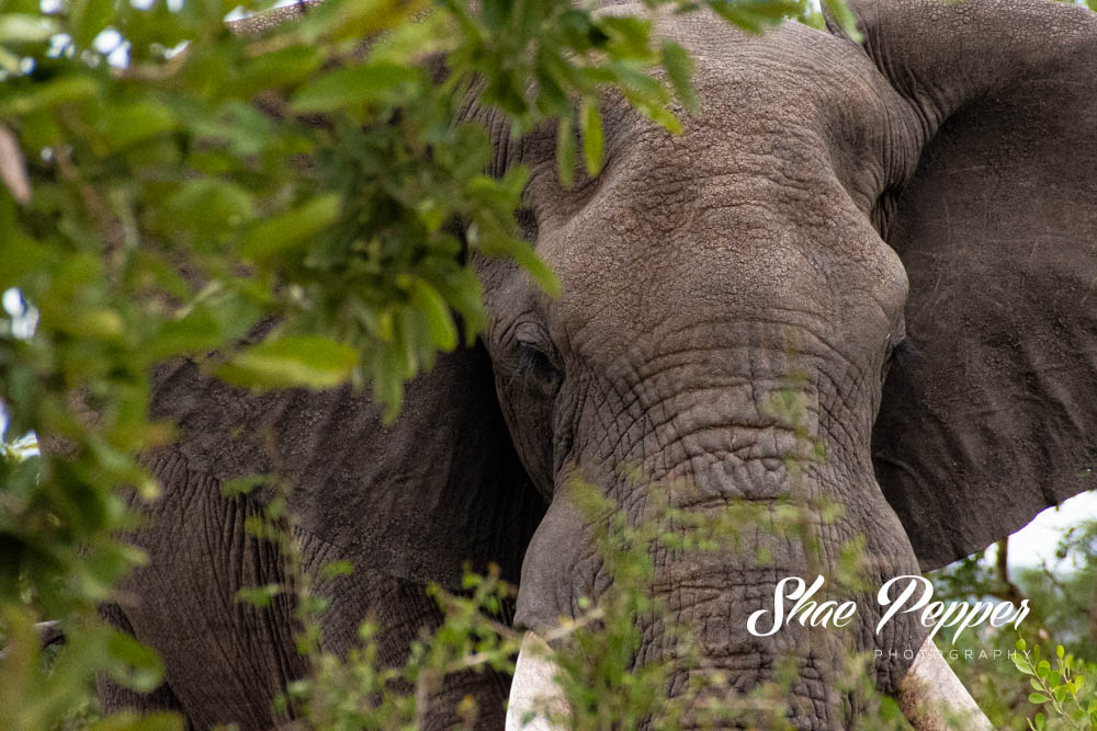 Kruger National Park Wildlife - Elephant 2