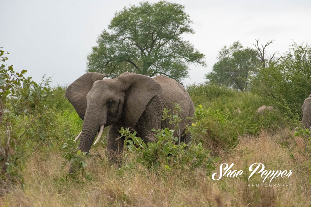Kruger National Park Wildlife - Elephant