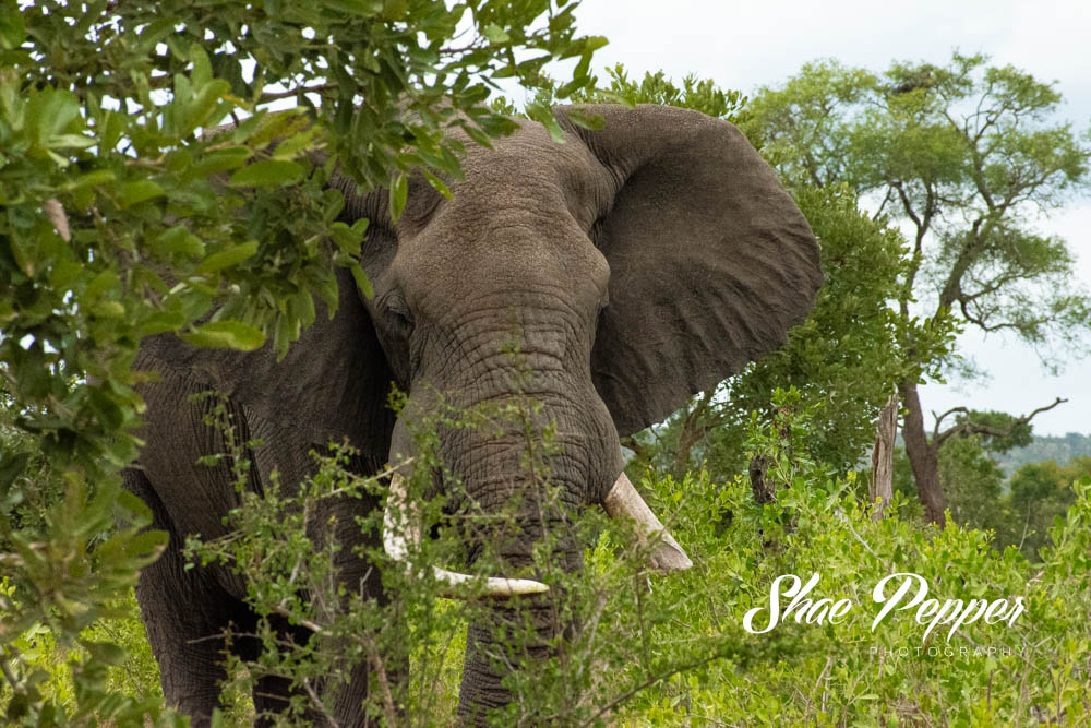Kruger National Park Wildlife - Elephant