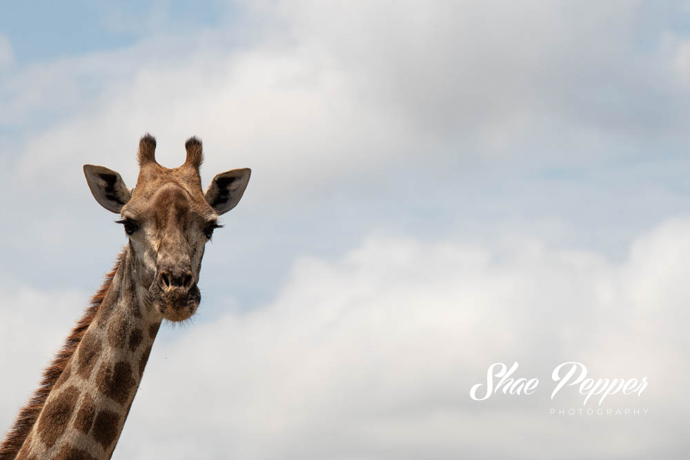 Kruger National Park Wildlife - Giraffe - Peek-a-boo