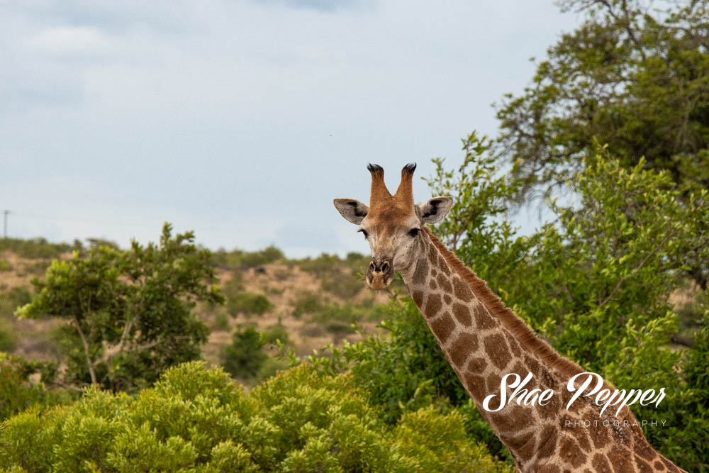 Kruger National Park Wildlife - Giraffe