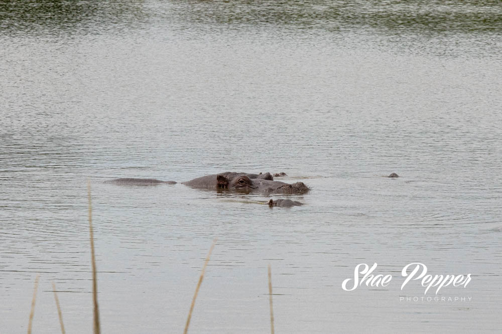 Kruger National Park Wildlife - Hippopotamus