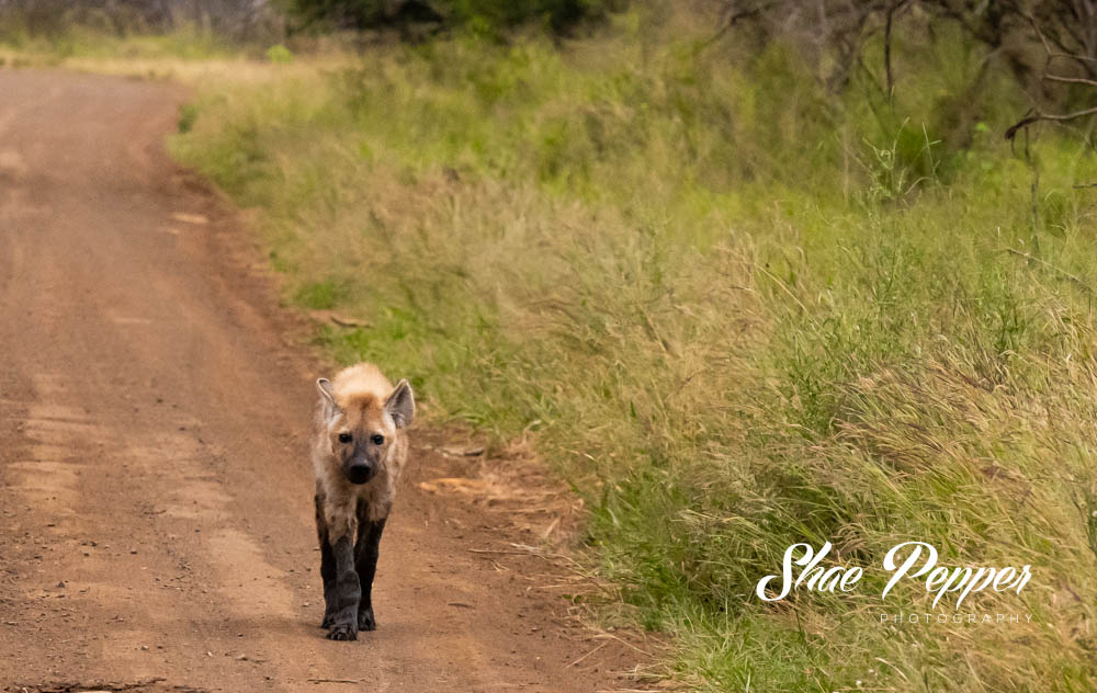 Kruger National Park Wildlife - Hyena