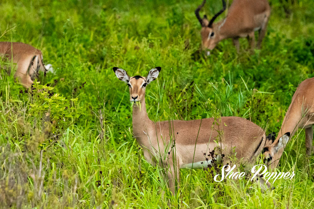 Kruger National Park Wildlife - Impala