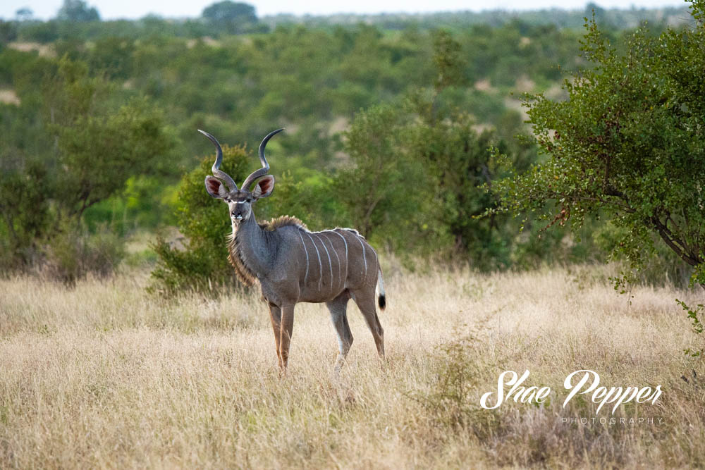 Kruger National Park Wildlife - Kudu