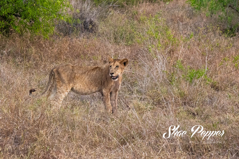 Kruger National Park Wildlife - Lion 1