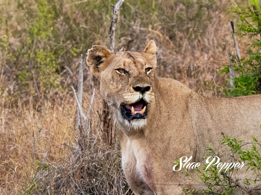Kruger National Park Wildlife - Lion