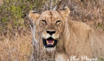 Kruger National Park Wildlife - Lion