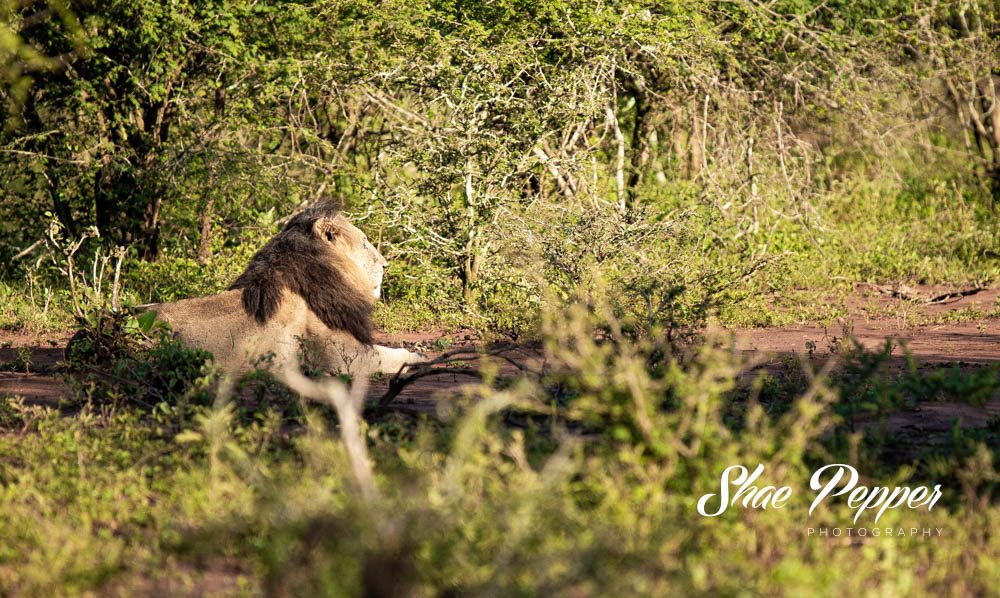 Kruger National Park Wildlife - Lion - The mane man