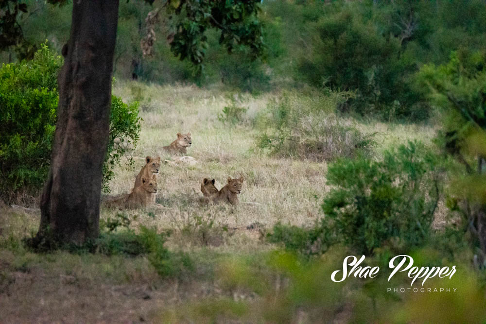 Kruger National Park Wildlife - Lions