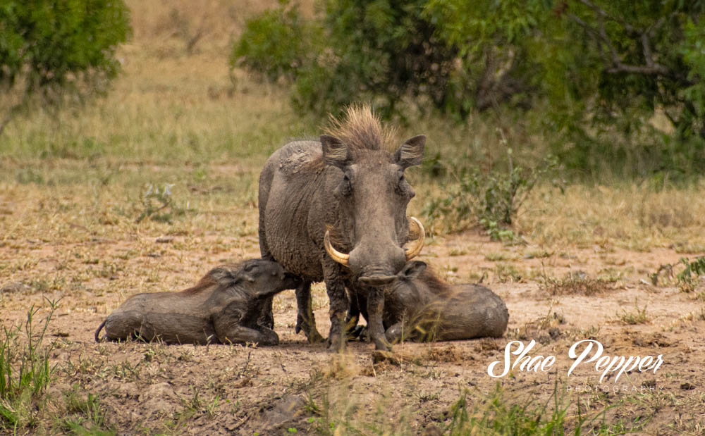 Kruger National Park Wildlife - Mother warthog nursing two babies