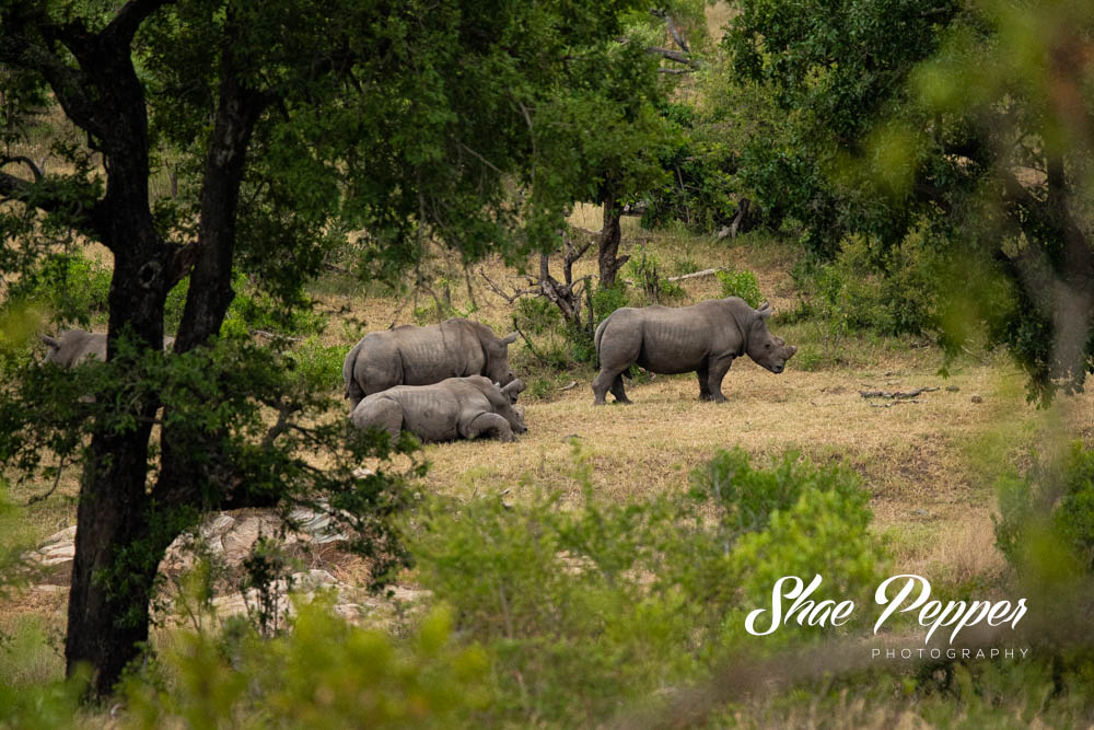 Kruger National Park Wildlife - Rhinoceros