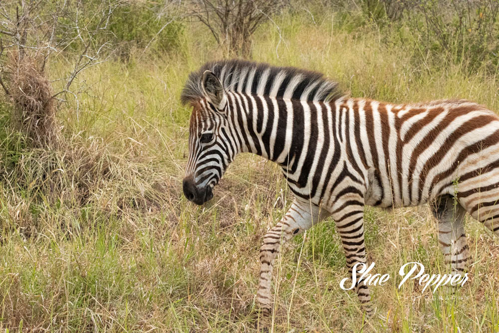 Kruger National Park Wildlife - Zebra 2
