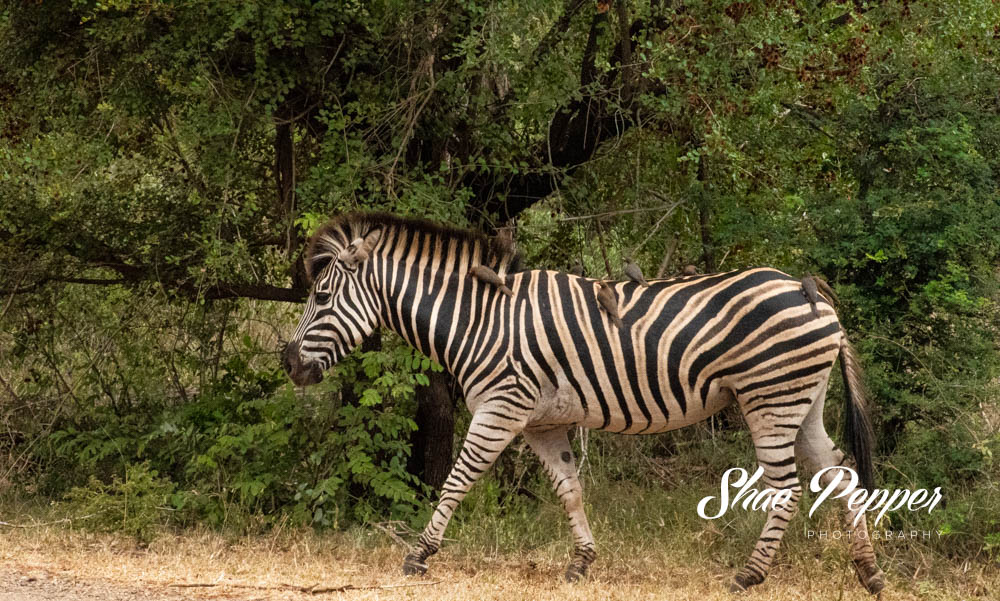 Kruger National Park Wildlife - Zebra