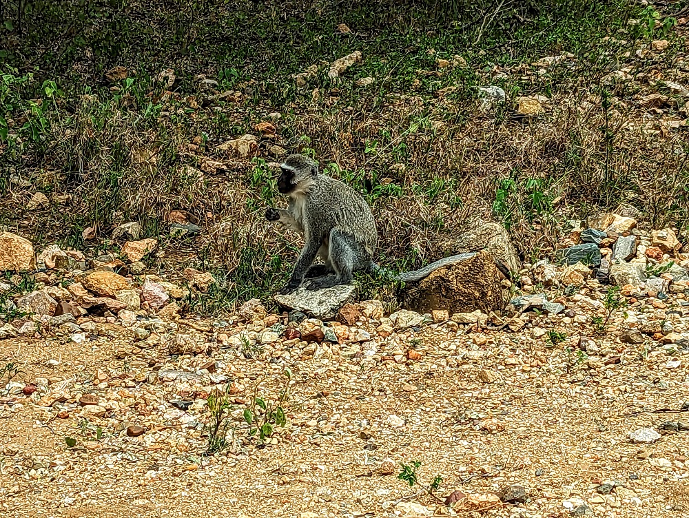 Monkey in Marloth Park