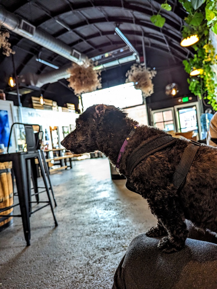 Pet-friendly End of Days Distillery in Wilmington, NC