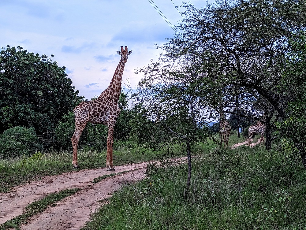 Three giraffes in the road just outside their house