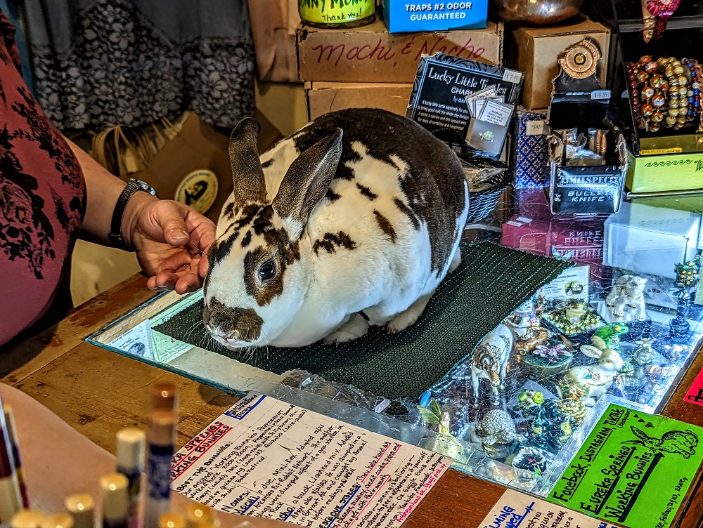 Mochi the Working Bunny at East By West in Eureka Springs, AR