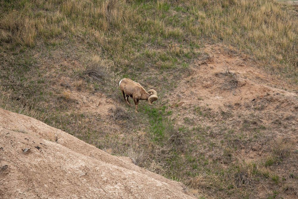 Badlands National Park - Bighorn sheep