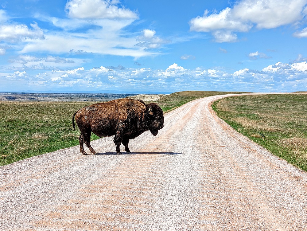 Bison in the road at Badlands National Park