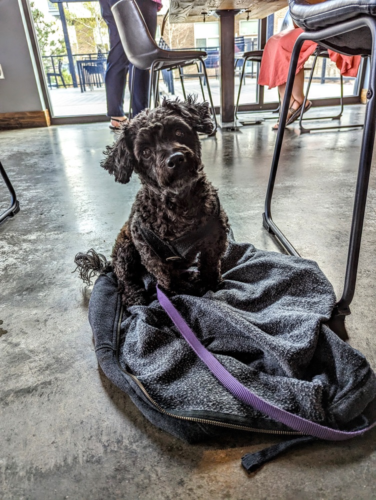 Pet-friendly Severance Brewing Company in Sioux Falls, SD