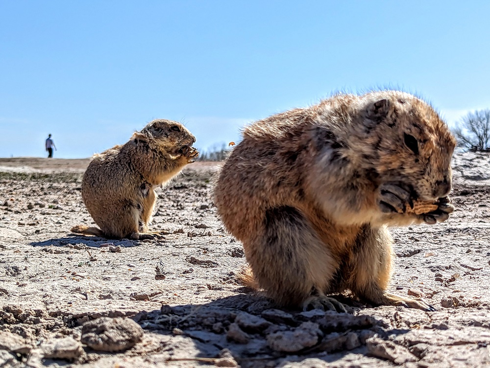 Prairie dogs at Badlands Ranch Store in South Dakota