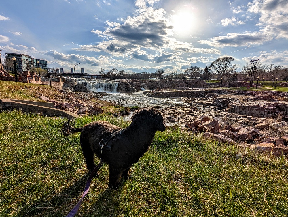 Truffles enjoying the view in Falls Park in Sioux Falls, SD