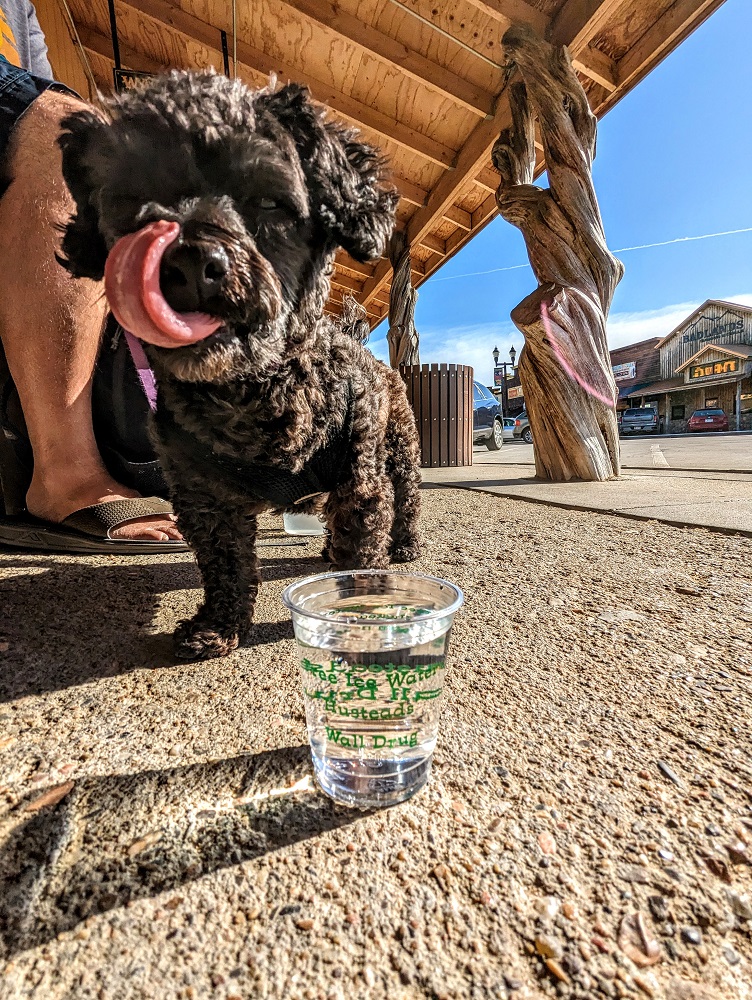 Truffles sampling the free ice water at Wall Drug