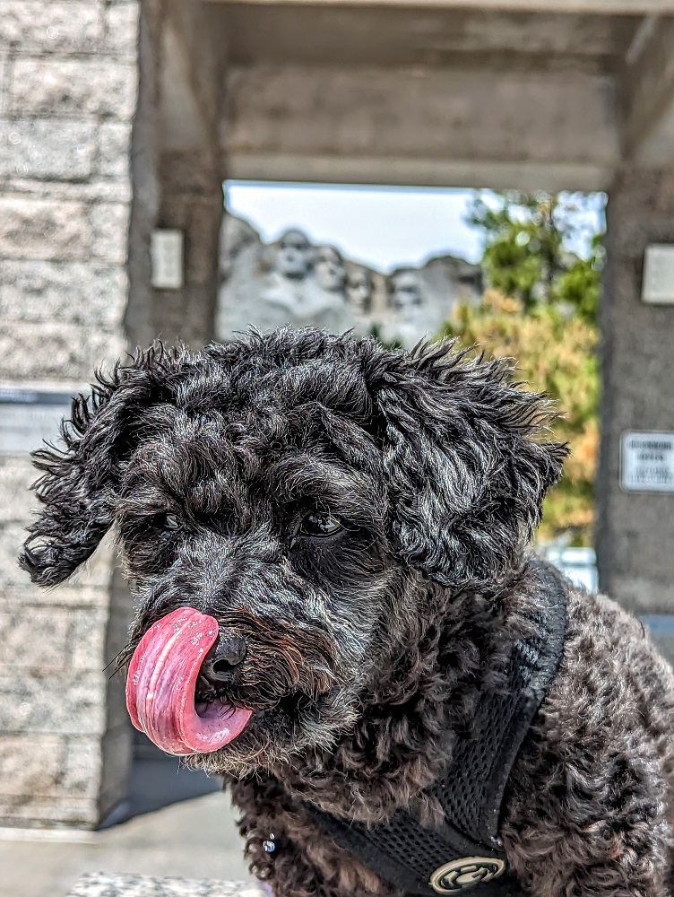 Truffles thought Mount Rushmore was lip-lickingly good despite not being allowed closer than this