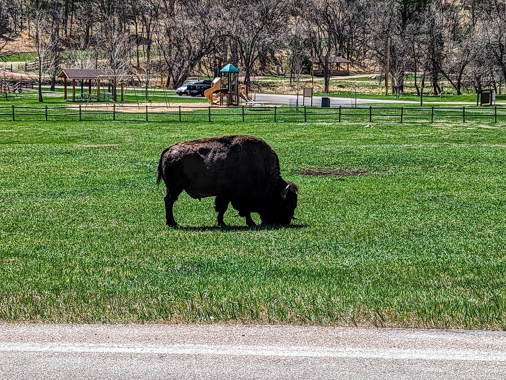 Custer State Park - Bison by the side of the road