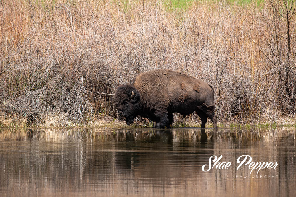 Custer State Park - Bison in a pond