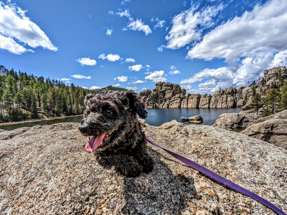 Custer State Park - Truffles chilling out on the boulders