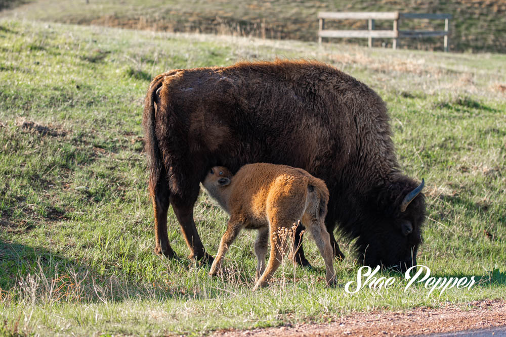 Baby nursing bison in Custer State Park