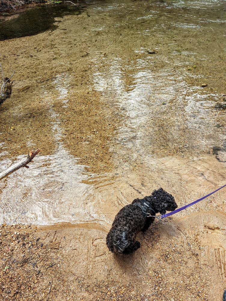 Truffles enjoying the shallow water