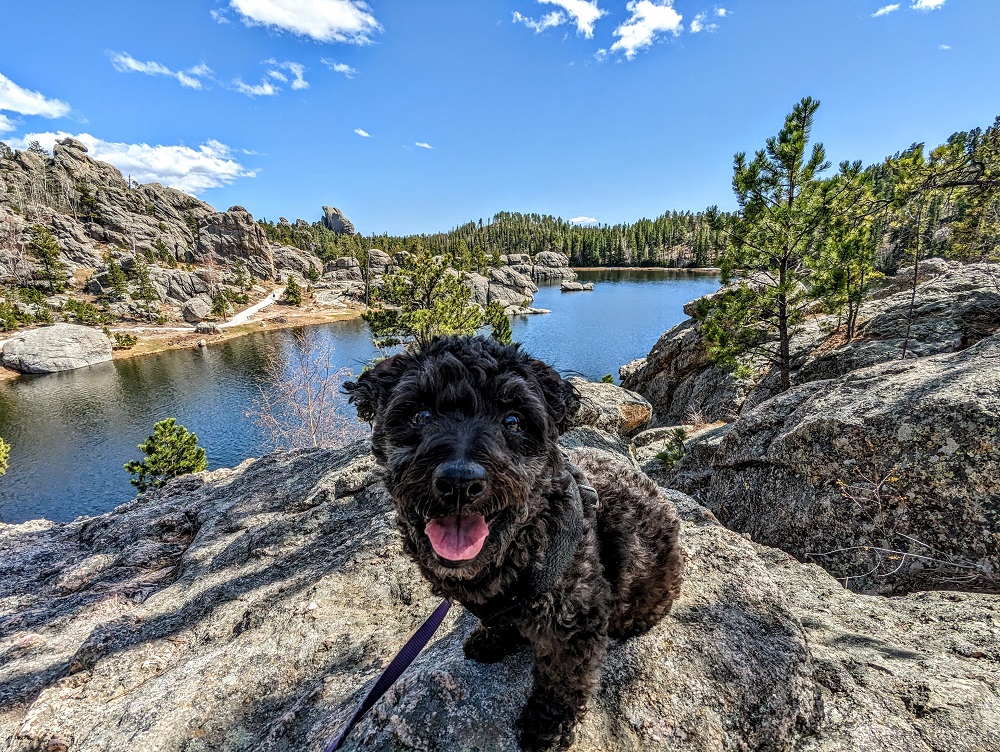 Truffles was loving our day out at Custer State Park