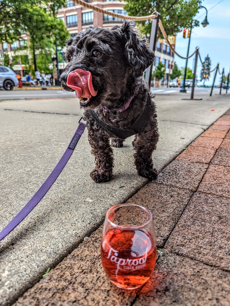 Pet-friendly Taproot Cider House in Traverse City, MI
