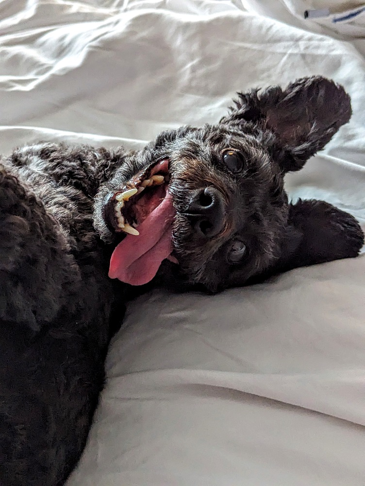 Truffles looking wild while playing in our room at the Hyatt Regency