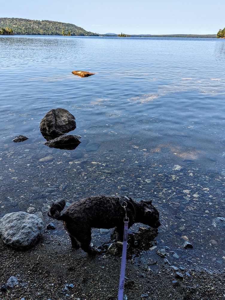 Lily Bay State Park, Maine - Truffles keeping herself hydrated