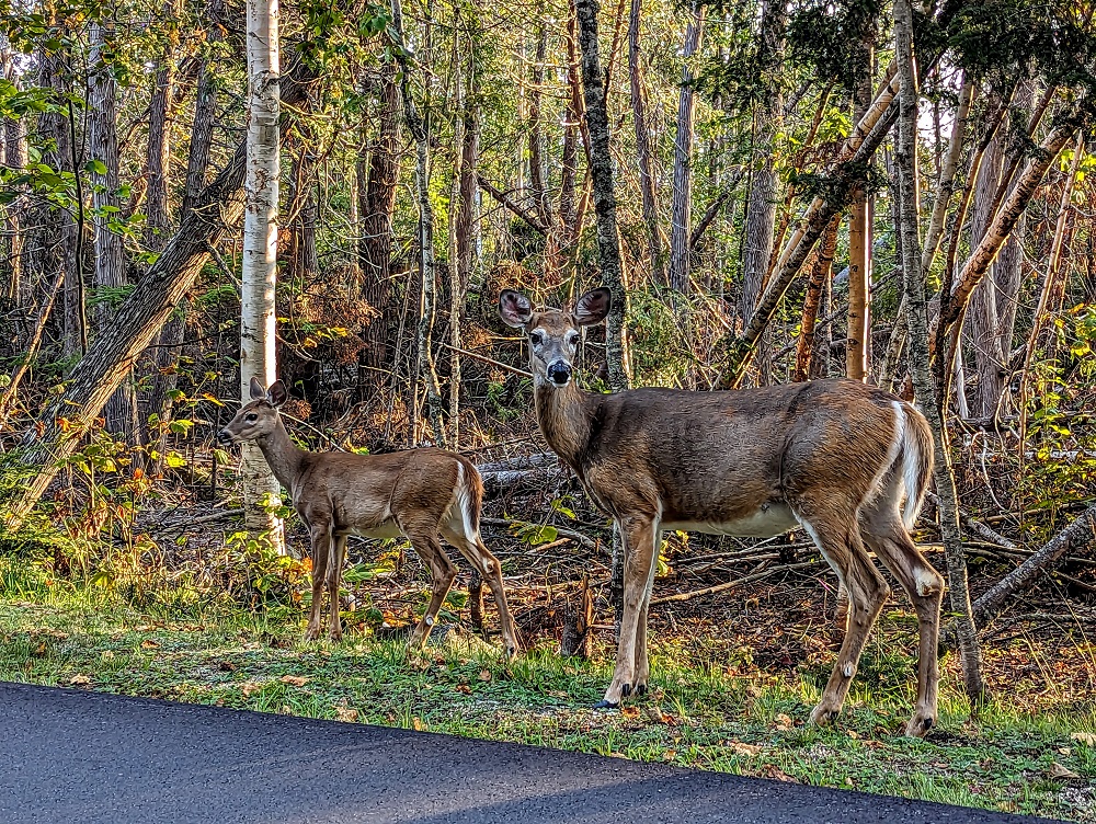 Some deer friends on our way out