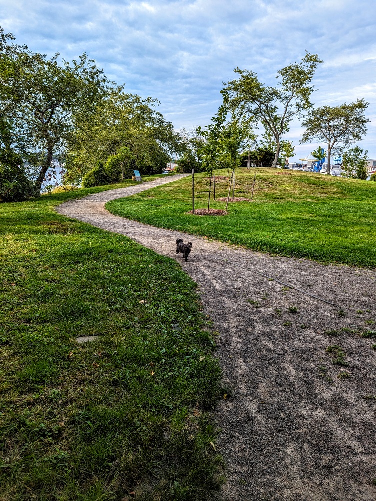 Truffles exploring the off-leash section of Peirce Island in Portsmouth, NH