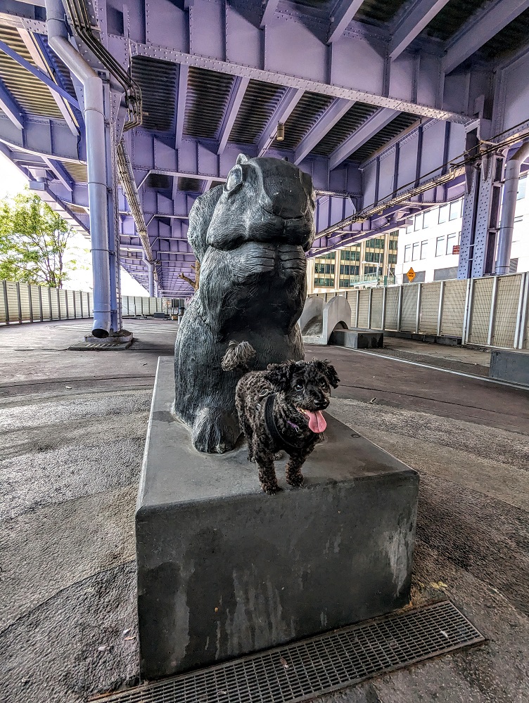Truffles in Parks Dog Run in Lower Manhattan