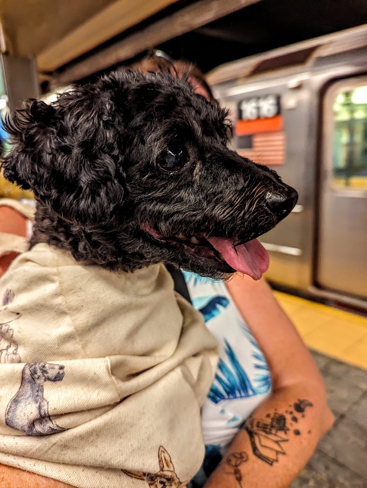Truffles ready to board her first subway ride